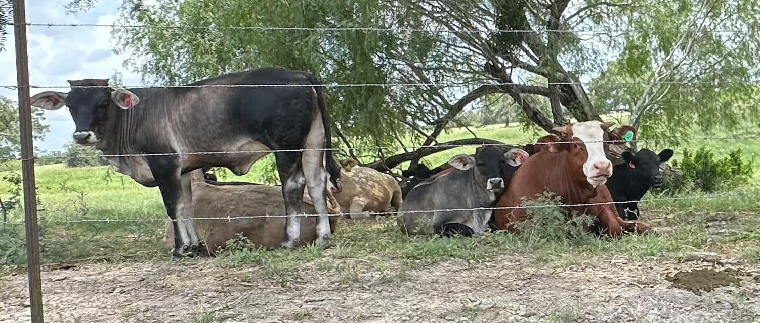 Keep Your Home Cool and Comfortable with Affordable Air